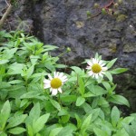Erigeron karvinskianus - Sand Bay (GL)