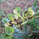 Euphorbia paralias - Sand Bay (GL)