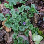 Glechoma hederacea - Sand Point (ITS)