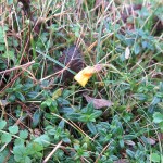Helianthemum nummularium - Sand Point (ITS)