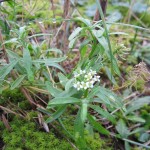 Lobularia maritima - Sand Bay (GL)