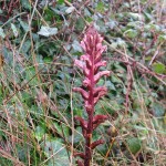 Orobanche hederae - Sand Point (GL)