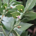 Ruscus aculeatus - Sand Bay (ITS)