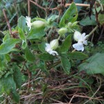 Silene latifolia - Sand Bay (ITS)