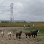 A New Landscape - Steart Marshes (RFG)