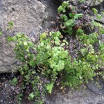 Adiantum capillus-verneris - Ilminster (GL)