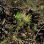 Althaea hirsuta - Cleeve Hill, Watchet (ITS)