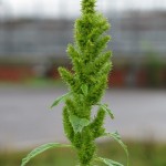 Amaranthus hybridus - Glastonbury SWT (ITS)