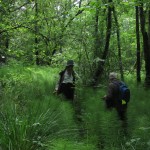 Among the Horsetails (EM, SJP) in Bickham Wood (ITS)