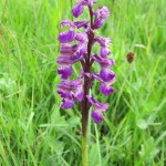 Anacamptis morio - Hardington Moor ST 5112 (GL)