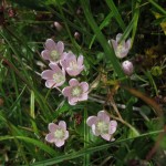 Anagallis tenella - Quantocks (ITS)