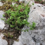 Arenaria serpyllifolia - Cannington Park SS2440 (GL)