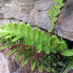 Asplenium marinum - Minehead (ITS)