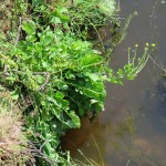 Barbarea vulgaris - Ilminster (ITS)