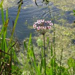 Butomus umbellatus - Steart Marshes (GL)
