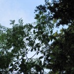 Canopy of Sorbus x thuringiaca - Leigh Woods ST5573 (GL)