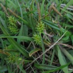 Carex demissa - Blackdowns (ITS)