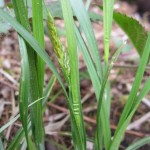 Carex pallescens - Priors Wood (GL)
