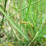 Carex pulicaris - Clean Moor (ITS)