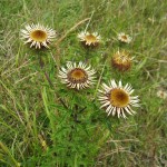 Carlina vulgaris - Cleeve Hill, Watchet (GL)