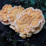 Chicken of the Woods - Weston Big Wood (MAW)