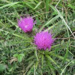 Cirsium acaule - Cleeve Hill, Watchet ST0542 (GL)