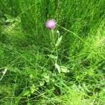 Cirsium dissectum - Clean Moor ST0825 (GL)