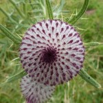 Cirsium eriophorum (MAW)