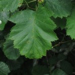 Crataegus coccinoides - Cleeve Hill, Watchet (ITS)