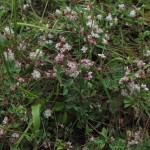 Cuscuta epithymum - Cleeve Hill, Watchet (ITS)