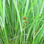 Cyperus longus - Sandford (ITS)
