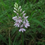 Dactylorhiza fuchsii - Bickham Wood (ITS)