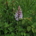 Dactylorhiza fuchsii - Hardington Moor (ITS)