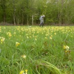 Don't tread on the Cowslips - Great Breach Wood (HJC)