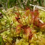 Drosera rotundifolia - Blackdowns (HJC)