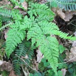 Dryopteris aemula - Quantocks (GL)