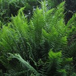 Dryopteris cambrensis - Bickham Wood (ITS)