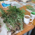 Epilobium sp - Shapwick (RFG)