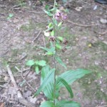 Epipactis helleborine - Weston Big Wood (GL)