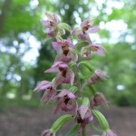 Epipactis helleborine - Weston Big Wood (HJC)