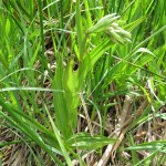 Epipactis palustris - Clean Moor ST 0825 (GL)