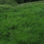 Equisetum telmateia - Dundry Hill (ITS)