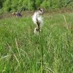 Eriophorum angustifolium (HJC & JP) - Widcombe Moor ST 2016 (GL)