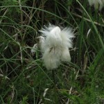 Eriophorum angustifolium - Quantocks (ITS)