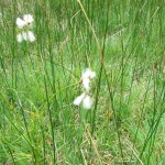 Eriophorum latifolium (ITS)
