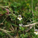 Euphrasia sp - Exmoor (ITS)