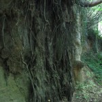 Exposed tree roots - West Coker (ITS)