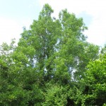 Fraxinus excelsior forma diversifolia - Dundry Hill (ITS)