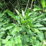 Fraxinus excelsior forma diversifolia - Dundry (ITS)