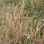 Gastridium ventricosum Cleeve Hill, Watchet ST058427 (GL)